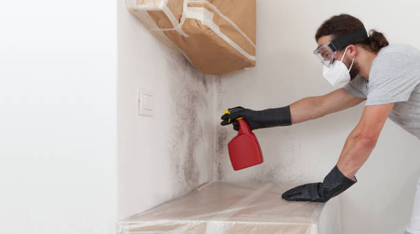Basement Mold Remediation treatment on basement walls in Amissville